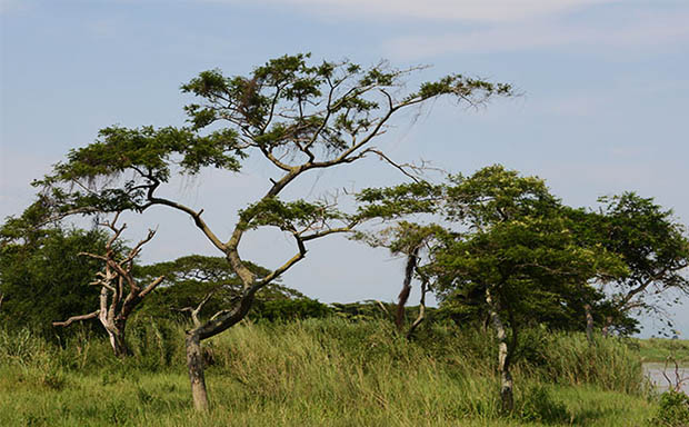Rusizi Forest