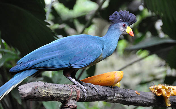 Birdwatching in Kibira