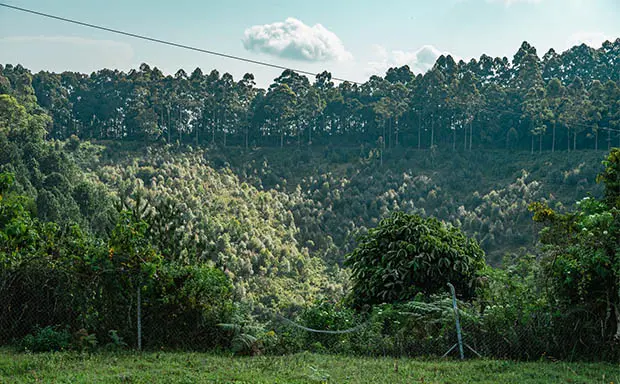 Dense green montane forest in Kibira National Park