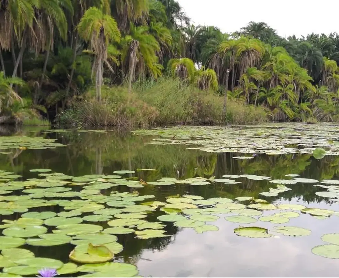 Water lilies and palms at Lake Rwihinda