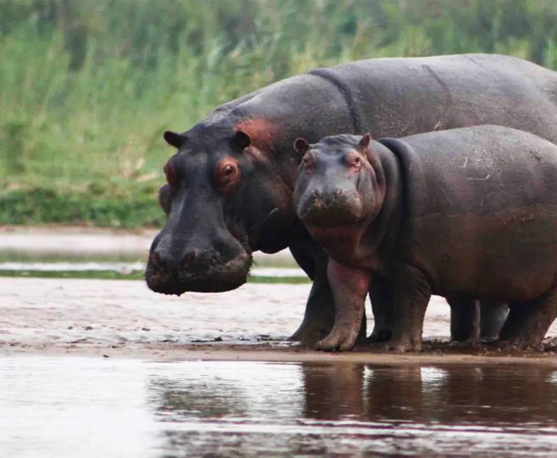 Hippos standing in shallow water at Rusizi