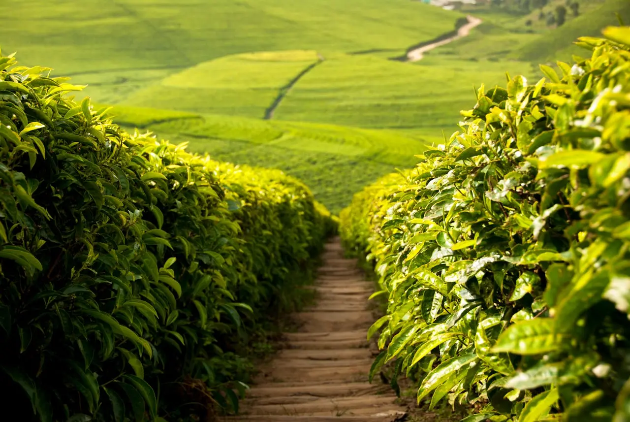 Green tea fields at Teza in Burundi